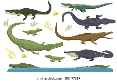 Cartoon green crocodile danger predator and australian wildlife river reptile carnivore alligator with scales teeth flat vector illustration.