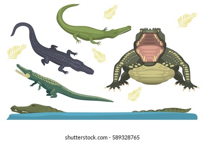 Cartoon green crocodile danger predator and australian wildlife river reptile carnivore alligator with scales teeth flat vector illustration.