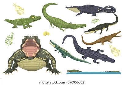 Cartoon green crocodile danger predator and australian wildlife river reptile carnivore alligator with scales teeth flat vector illustration.