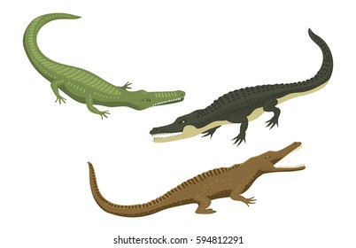 Cartoon green crocodile danger predator and australian wildlife river reptile carnivore alligator with scales teeth flat vector illustration.