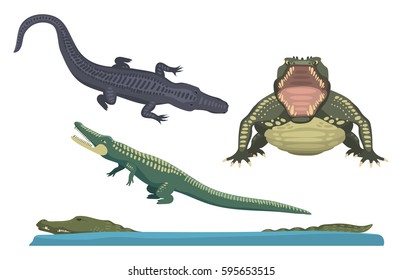 Cartoon green crocodile danger predator and australian wildlife river reptile carnivore alligator with scales teeth flat vector illustration.