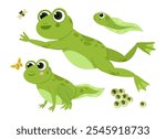 Cartoon green frogs. Cute amphibians, frog and tadpoles in natural habitat, water animals flat vector illustration set. Funny green frogs on white