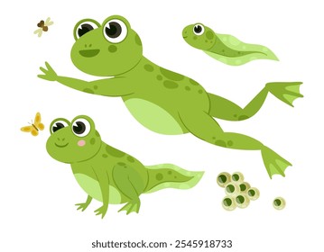 Sapos verdes. Anfíbios bonitos, rã e girinos em habitat natural, animais aquáticos conjunto de ilustração vetor plano. Rãs verdes engraçadas no branco