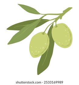 Azeitonas verdes de desenhos animados. ramo de folha de oliveira orgânica, comida vegetariana orgânica para design de logotipo, azeitonas verdes naturais produto saudável. Ícone isolado do vetor no plano de fundo branco