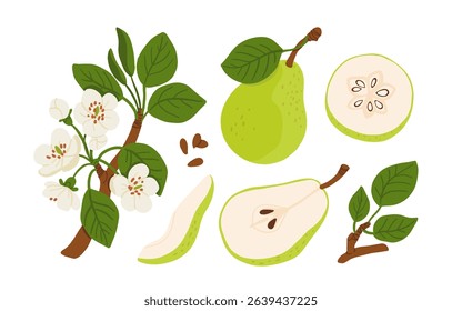 Cartoon green pear set. Whole fruit, halves, slices, seeds, pear blossom and tree branch. Flat vector illustration of fresh juicy pear for food packaging, recipe or botanical design.