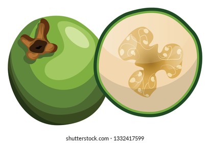 Cartoon of green raw fig half a fig vector illustration on white background.