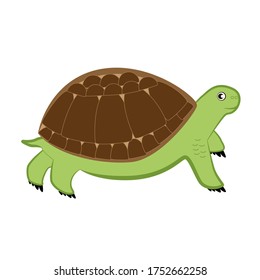 Cartoon green tortoise with big shell isolated white background.