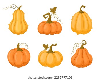 Cartoon Halloween pumpkins. Fall harvest squash and gourds. Autumn thanksgiving and halloween pumpkins flat vector illustration set