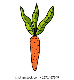 Cartoon hand drawn doodle carrot with leaves isolated on white background.  Food or snack.