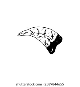 Cartoon hand drawn of a fang fossil curved shape vector illustration.