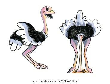 Caricatura de avestruces dibujados a mano aislados sobre fondo blanco