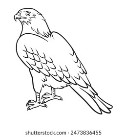 Cartoon hawk drawing with line art style. Simple design outline style. You can give color you want. Easy to edit. Falcon vector illustration