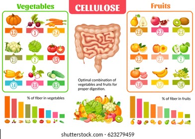 Cartoon healthy nutrition infographic concept with set of natural vegetables and fruits for proper digestion vector illustration