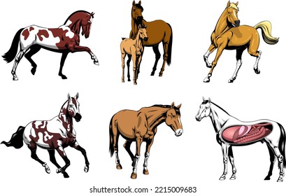 Cartoon Horses.Vector Hand Drawn Collection Set Isolated On Transparent Background