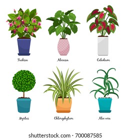 Cartoon houseplants isolated on white background. Indoor decorative house plants in pots vector illustration. Fuchsia and Myrtus, Aloe vera and Alocasia