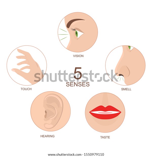 Cartoon Human Anatomy Senses Infographics Concept Stock Vector (Royalty ...