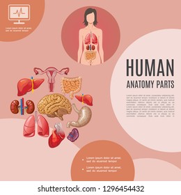 Cartoon human anatomy template with woman body lungs liver kidneys heart brain stomach intestine spleen uterus vector illustration