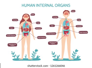 Cartoon Human Body Anatomy Male Female Stock Vector Royalty Free 1261266046
