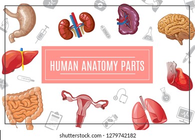 Cartoon human body organs concept with liver kidneys lungs brain heart stomach intestine female reproductive system and medical icons vector illustration
