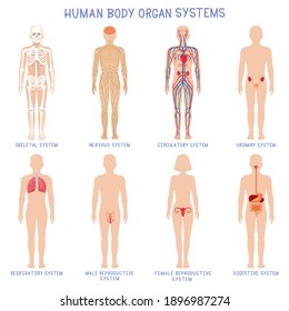 Cartoon human body organs systems. Anatomical biology systems, skeleton, nervous and reproductive system. Human biology organ scheme vector illustration set. Circulatory, respiratory anatomy