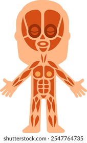 Cartoon human body showing muscular system with muscles highlighted in orange including face muscles, suitable for educational and medical purposes