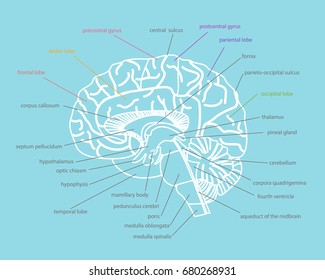 Cartoon Human Brain Anatomy Cut Part Stock Vector (Royalty Free ...