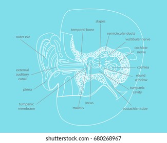 Cartoon Human Ear Anatomy in a Cut Part of System Organ Sound Poster for Education Flat Design Style. Vector illustration