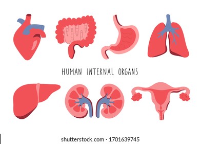 Cartoon human internal organs set with liver heart female reproductive system kidneys brain lungs stomach intestine isolated illustration