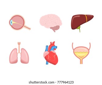 Cartoon human internal organs set with heart, liver, lungs, brain, eye, bladder. Vector illustration.