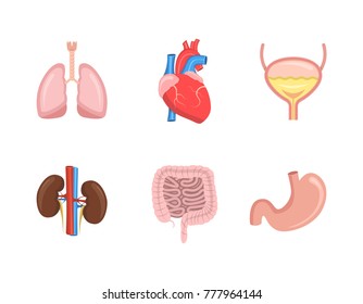 Cartoon human internal organs set with heart, intestines, kidneys, stomach, lungs, bladder.  Vector illustration.