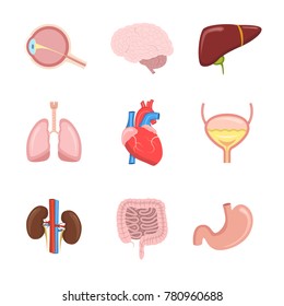 Cartoon Human Internal Organs Set Heart Stock Vector (Royalty Free ...