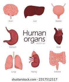 Caricatura de órganos humanos. Carácter de órgano con el intestino del pulmón cerebral hígado del riñón del corazón y mascotas del estómago.