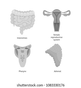 Cartoon human organs set. Anatomy of body.