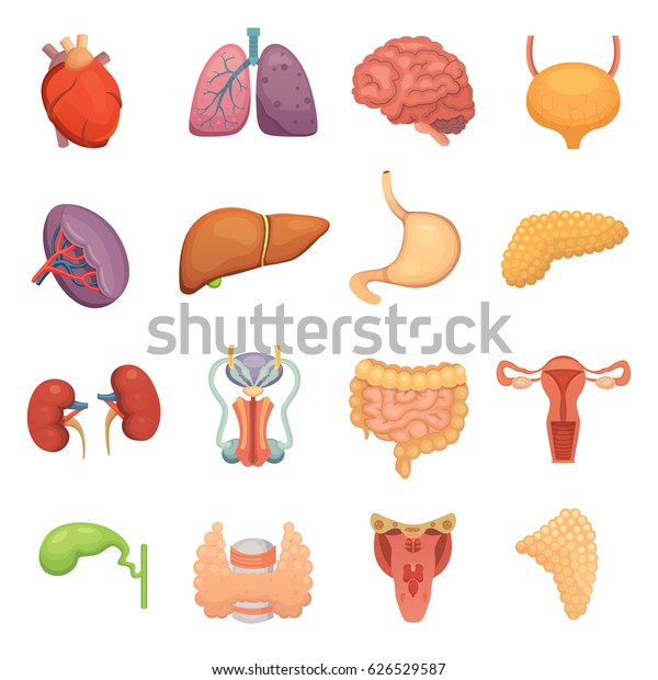 Cartoon Human Organs Set Anatomy Body Stock Vector Royalty Free 626529587