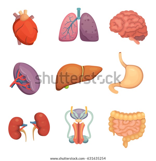 Cartoon Human Organs Set Anatomy Body Stock Vector (Royalty Free) 631635254