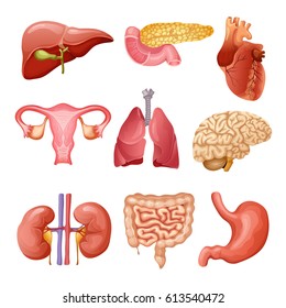 Cartoon human organs set with liver pancreas heart female reproductive system kidneys brain lungs stomach intestine isolated vector illustration