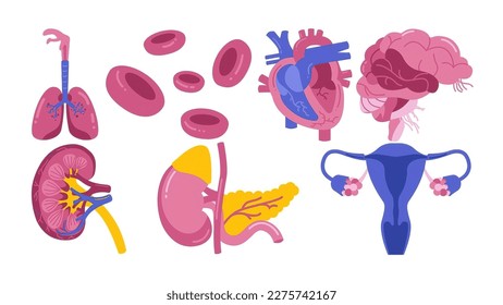 Cartoon menschliche Organe mit Lungen, Blutzellen, Herz, Gehirn, Nieren, Magen, Bauchspeicheldrüse und Eierstöcken. Menschliche Biologie, Körperanatomie. Einzige Vektorgrafik.