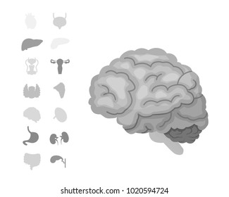 Cartoon human organs vector set . Anatomy of body. Reproductive system, heart, lungs, brain illustrations