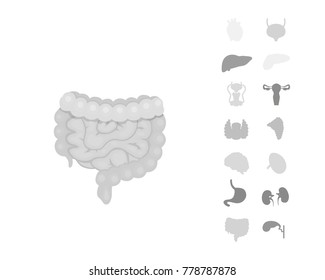Cartoon human organs vector set . Anatomy of body. Reproductive system, heart, lungs, brain illustrations