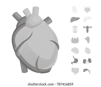 Cartoon human organs vector set . Anatomy of body. Reproductive system, heart, lungs, brain illustrations