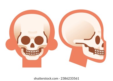 Cartoon human skull front and side view. Simple flat vector anatomical illustration