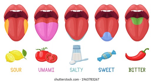 Cartoon human taste areas. Tongue taste receptors, sour, sweet, bitter, salty and umami tastes. Human tongue taste zones vector illustration set. Taste area tongue, sour and bitter, sweet parts