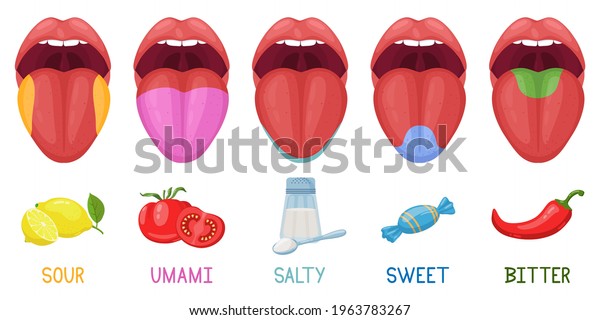 Cartoon human taste areas. Tongue taste receptors,\
sour, sweet, bitter, salty and umami tastes. Human tongue taste\
zones vector illustration set. Taste area tongue, sour and bitter,\
sweet parts