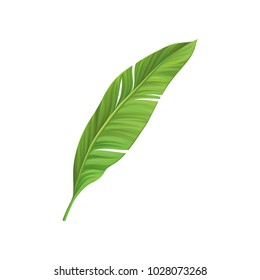 Cartoon icon of green leaf of banana palm tree. Colorful graphic design element for print, pattern or postcard. Tropical theme. Detailed flat vector illustration