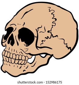 cartoon illustration of another skull