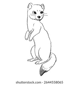 Ilustração em desenho animado de um furão ártico, desenhado em um estilo de esboço minimalista. Desenho para os visuais de conceito de natureza e animal