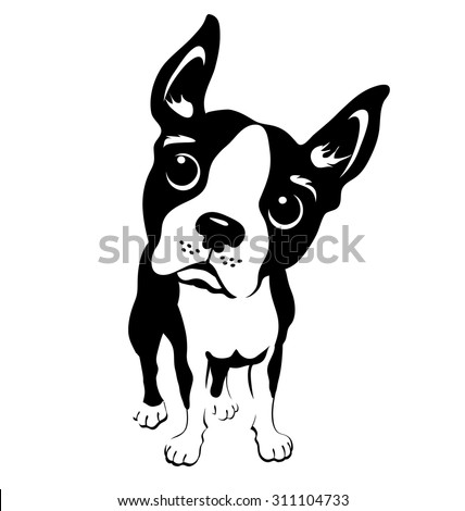 Cartoon Illustration Boston Terrier Dog 스톡 벡터(사용료 없음) 311104733