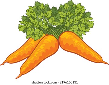 A cartoon illustration of a bunch of carrots vegetables.