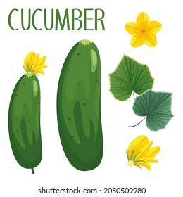 Cartoon illustration of cucumber, oval green vegetable, leaf of cucumber and flowers of cucumber, vector isolated collection. Vector set with cucumbers and botanic parts of this plant.