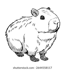 Cartoon illustration of a cute capybara character. Drawing for wildlife themed or educational content